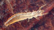 File:Protura from Durham, NC, USA..jpg