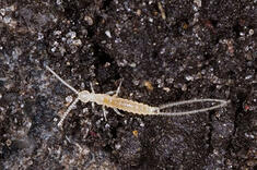 File:Diplura.jpg