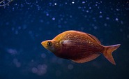Безкоштовне стокове фото на тему «aquascape, акваріум, апельсин» стокове фото