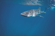 Безкоштовне стокове фото на тему «rhincodon typus, акула, блакитна вода» стокове фото