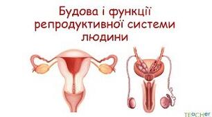 Будова репродуктивних систем