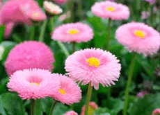 08010tx9-939e-230x166.png