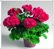 08010tz5-e49e-178x164.png