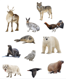 080110mx-ef64-277x332.png