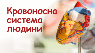 Анатомія. Кровоносна система