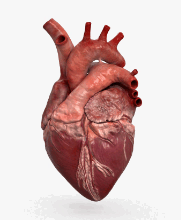 080115i4-f210-181x220.png