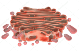 08011a22-9080-257x166.png