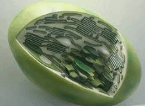 08011a3g-2061-210x153.png
