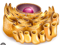 08011a5f-932b-218x161.png