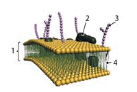 08011afy-2848-200x135.png