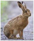 08011b2w-f252-115x141.png