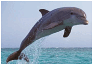 08011b3s-3a51-182x127.png