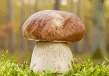 08011b56-a12d-216x151.png