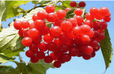 08011b5q-91de-235x152.png