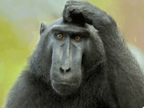 08011b69-48e8-208x156.png