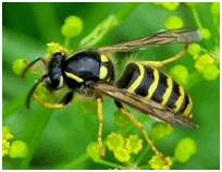 08011bes-d877-204x158.png