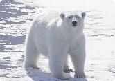 Все про тварин: Білий ведмідь (Ursus maritimus)