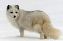 08011bl1-196c-204x132.png