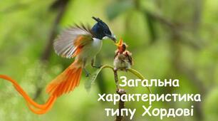 Діагностувальна робота Хордові тварини 7 клас НУШ