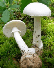 08011dz0-3118-186x234.png