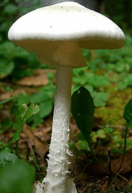 08011dzl-a810-186x272.png