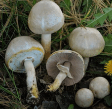 08011ebf-6f0c-227x221.png