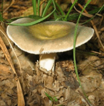 08011ecr-340b-204x208.png