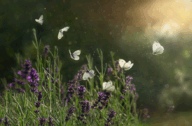 08011g9o-2795-192x126.png