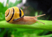 08011h4w-c513-173x123.png