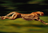 08011h7i-7a33-190x132.png