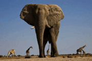 08011hgn-d78c-180x119.png
