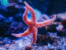 Безкоштовне стокове фото на тему «aquascape, акваріум, барвистий корал» стокове фото