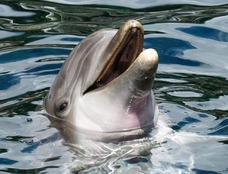 Безкоштовне стокове фото на тему «tursiops truncatus, афаліна, безтурботний» стокове фото