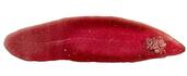 File:Fasciola hepatica (Linnaeus, 1758) 2013 001-2.jpg