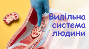 Анатомія. Видільна система