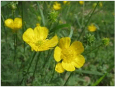 08011nu1-8c55-226x171.png