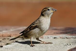 08011v38-f99f-315x210.jpg
