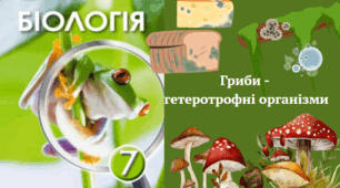 Гриби - гетеротрофні організми. Узагальнення 7 клас НУШ