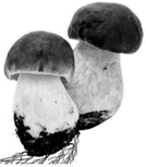 08011zs6-d269-134x153.png