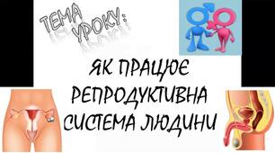 Як працює репродуктивна система
