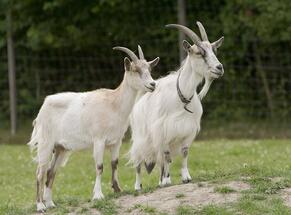 File:Goats Go Inspecting..jpg