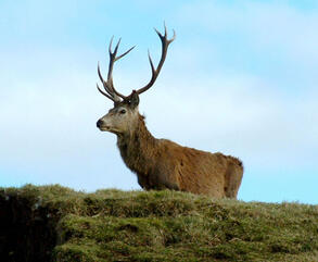 File:RedDeerCaithness.jpg