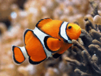 080129kp-f88e-207x156.png