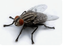 080129mg-ab7f-223x161.png