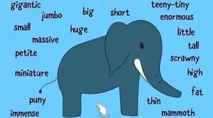 Describing animals