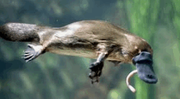 08012qqa-7979-256x141.png