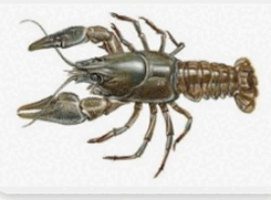 08012qzr-0be7-245x181.png