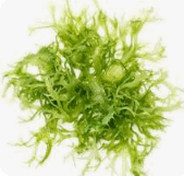 08012r5e-1223-169x161.png