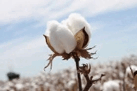 08012r75-970d-195x130.png