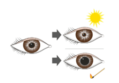 08012xn1-46d6-245x171.png